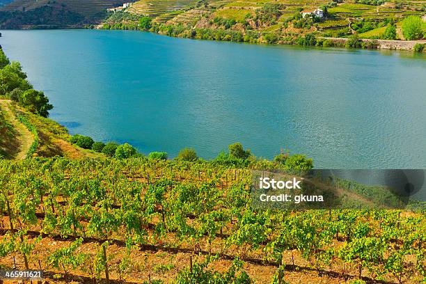 Vineyards Stock Photo - Download Image Now - Agricultural Field, Agriculture, Autumn