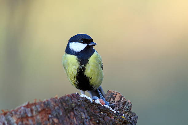 istock great tit on a stump with seeds 465912715