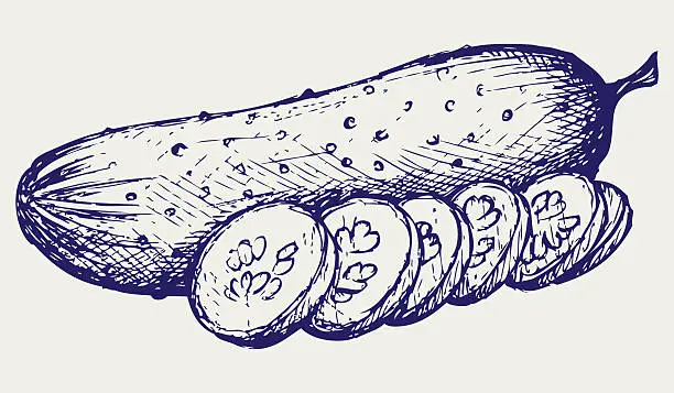 Vector illustration of Cucumber and slices