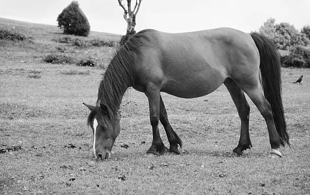 istock Bay pony in foal grazing in the New Forest 465912918
