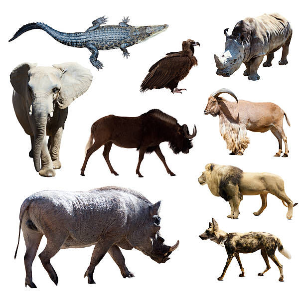 istock Warthog and other African animals 465913031