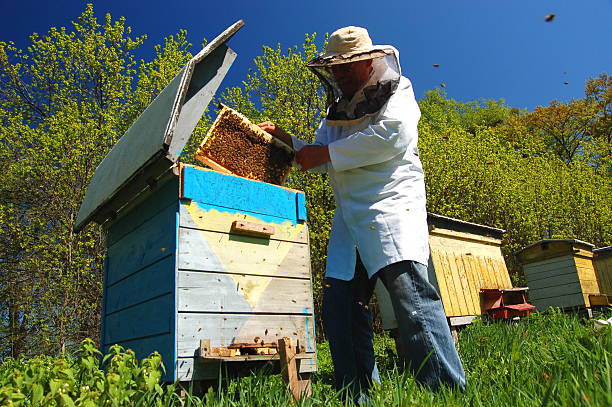 istock Apiarist working in his apiary in the springtime 465914180
