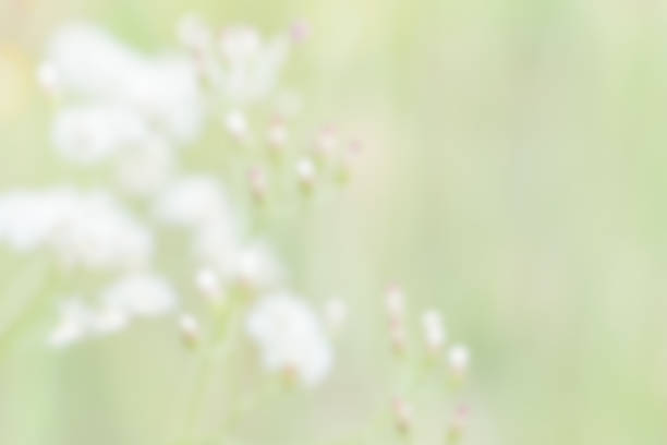 istock Defocus of  Nature bokeh, blurred background 465915018