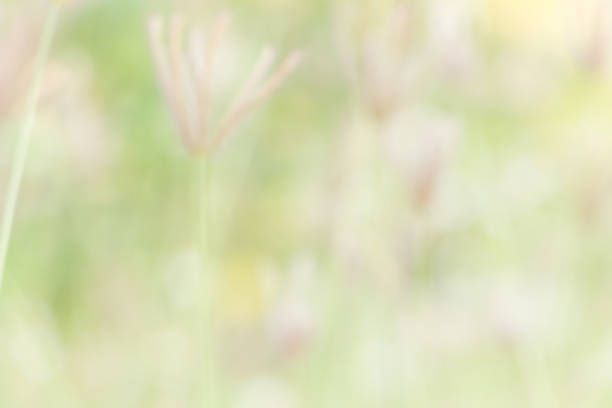 istock Defocus of  Nature bokeh, blurred background 465915080