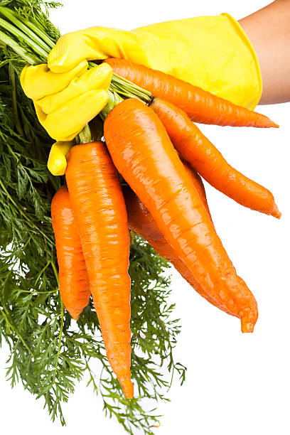Eigene behandschuhte hand fliegen lassen holding a carrot-englische Redewendung – Foto