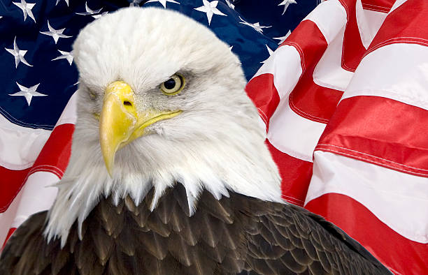 istock Bald eagle with the american flag out of focus 465917360