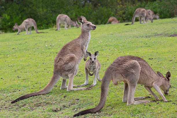 istock Female Kangaroo with Joey 465917730