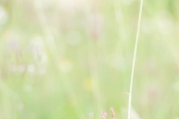 istock Defocus of  Nature bokeh, blurred background 465918180