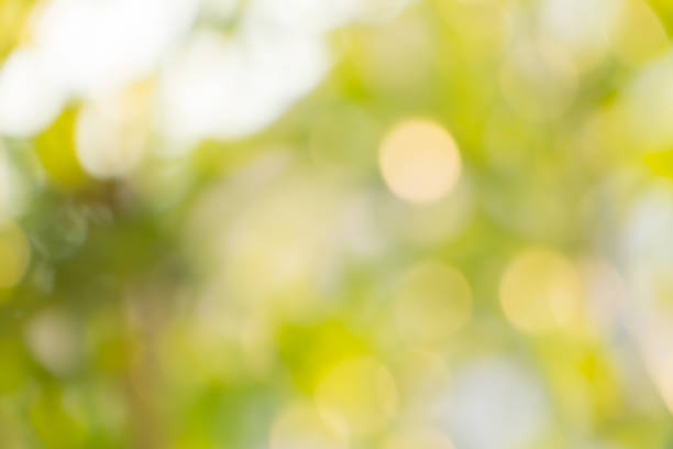 istock Defocus of  Nature bokeh, blurred background 465918200
