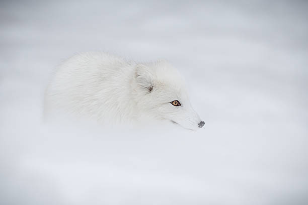 Arctic fox – Foto