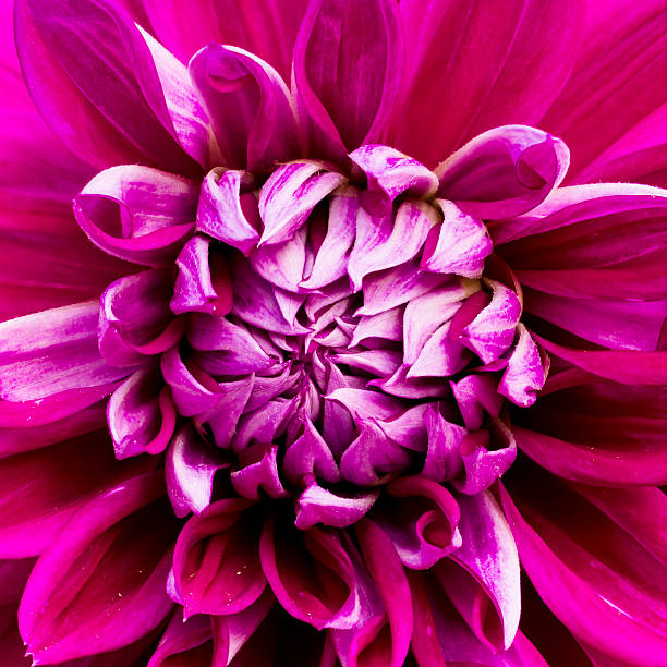 istock Close-up pink flower 465918887