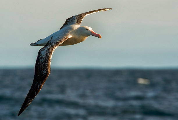 istock Albatross in flight over ocean during sunset 465919589