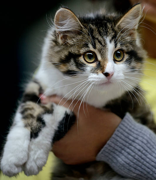 istock Beautiful Shot Of Norwegian Forest Cat 465920387