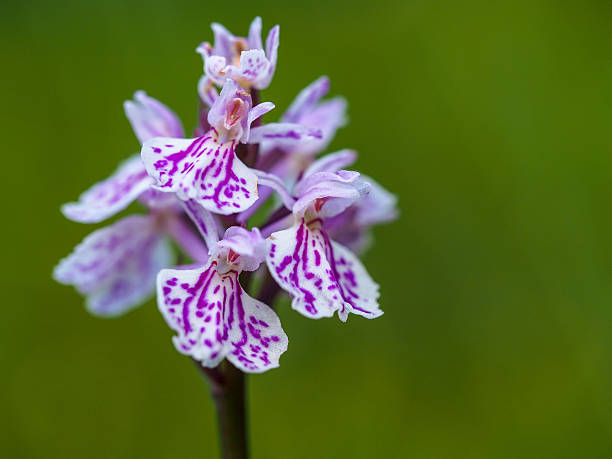 istock Wild orchid - close up from norwegian mountains 465922469