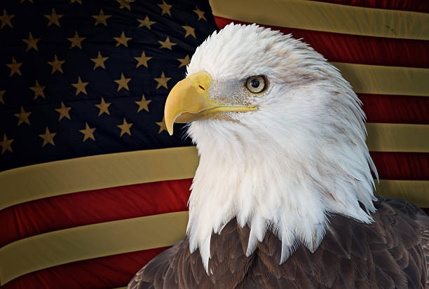 istock Bald eagle with the american flag out of focus 465923050