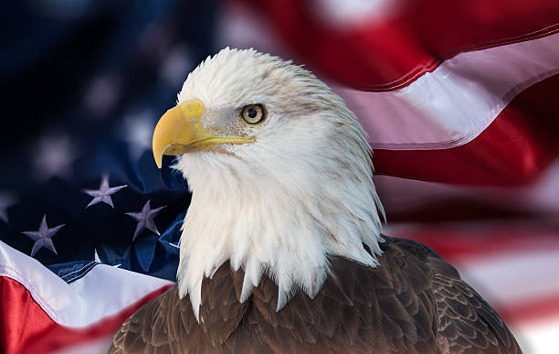 istock Bald eagle with the american flag out of focus 465923052