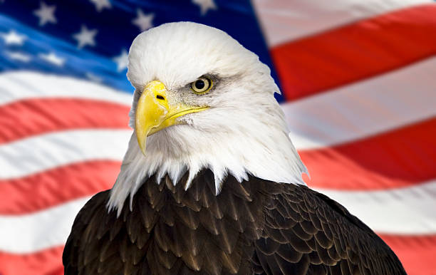 istock Bald eagle with the american flag out of focus 465923060