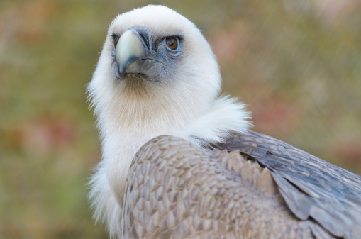 Griffon Vulture portrait