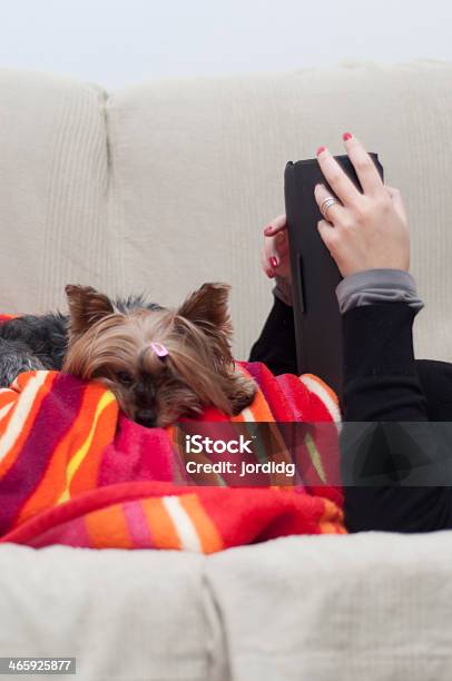 Pet Liegt Neben Dem Hauptschlafzimmer Stockfoto und mehr Bilder von Computer - Computer, Decke - Bettwäsche, Drahtlose Technologie