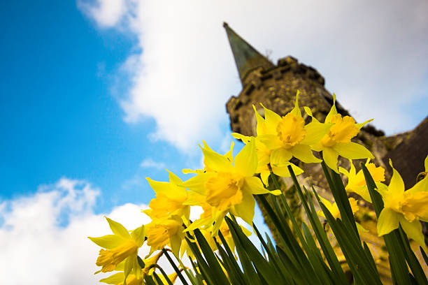 Ireland yellow daffodils bloom in spring with ancient church in background