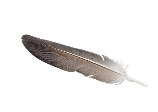 gris plume isolé - eagle feather photos et images de collection