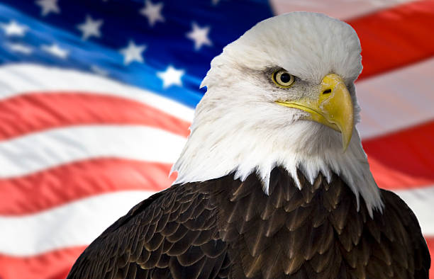 istock Bald eagle with the american flag out of focus 465926876