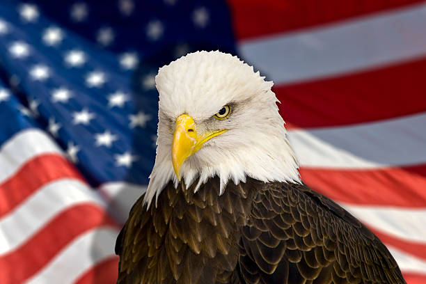 istock Bald eagle with the american flag out of focus 465926878