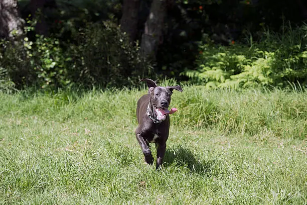 Black great dane dog running in the field or long grass with his mouth open and tongue hanging out