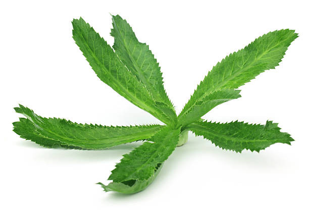 istock Eryngium foetidum or long coriander leaves 465929257