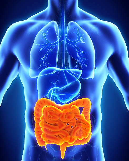 intestin humain anatomie - intestin grêle humain photos et images de collection
