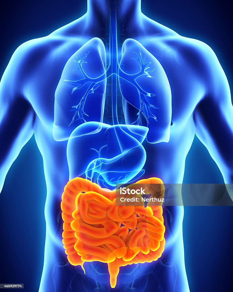 Human anatomy focused on intestine in orange color Human Intestine Anatomy Illustration. 3D render Human Small Intestine Stock Photo