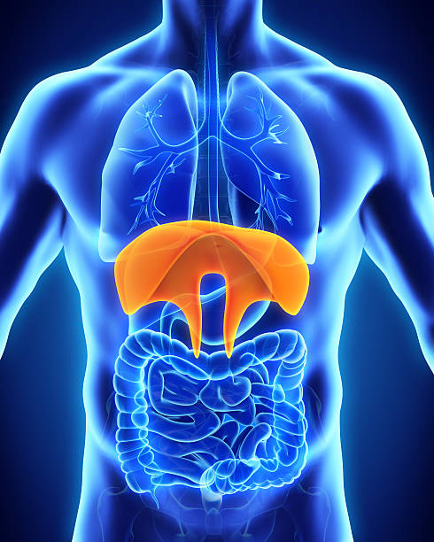 人間のダイアフラム部位 - diaphragm ストックフォトと画像