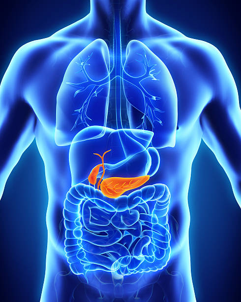 la vesícula biliar y páncreas anatomía humana - conducto partes del cuerpo fotografías e imágenes de stock