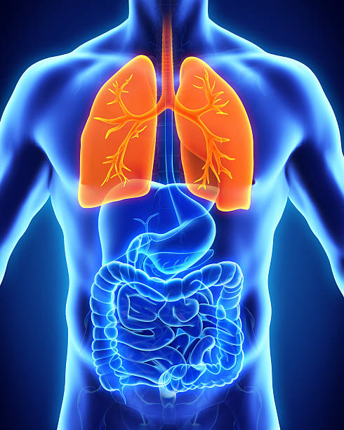 istock Thermal image of the human respiratory system 465930232