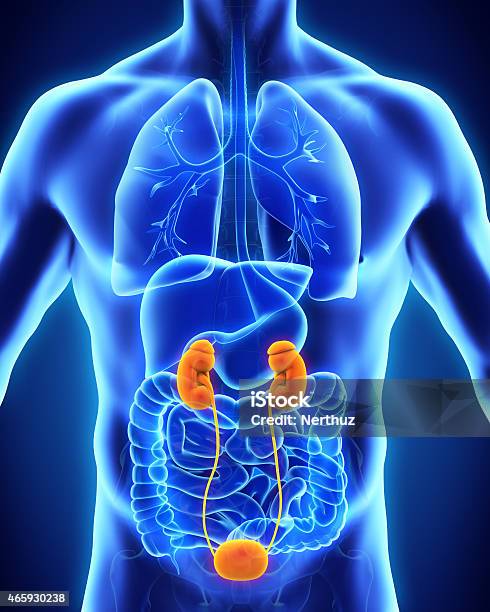 Human Kidneys Anatomy Stock Photo - Download Image Now - Urinary System, Bladder, Digitally Generated Image