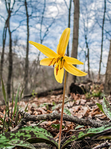 Yellow Trout Lily stock photo