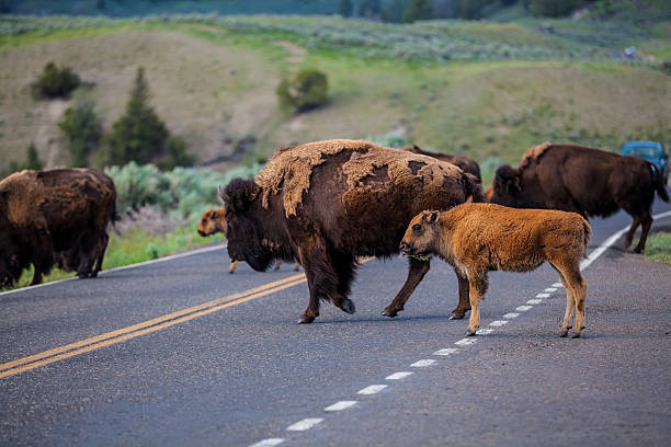 Bison and Calf Crossimg Road stock photo