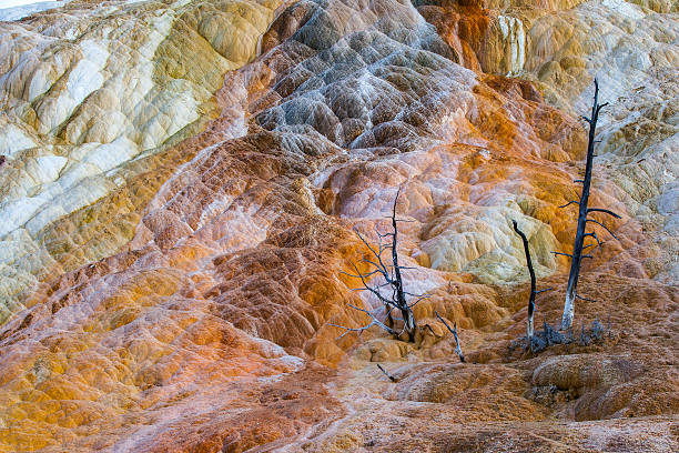 Dead tree died by geyser stock photo