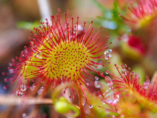 Sundew (Drosera rotundifolia) lives on swamps and it fishes Sundew (Drosera rotundifolia) lives on swamps and it fishes norrbotten province stock pictures, royalty-free photos & images