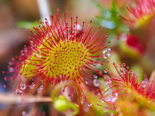 Sundew (Drosera rotundifolia) lives on swamps and it fishes