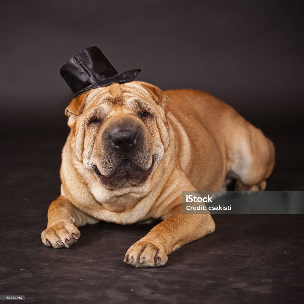 Sharpei dog waring stovepipe Elegant Sharpei dog waring stovepipe in studioElegant Sharpei dog in studio Adult Stock Photo