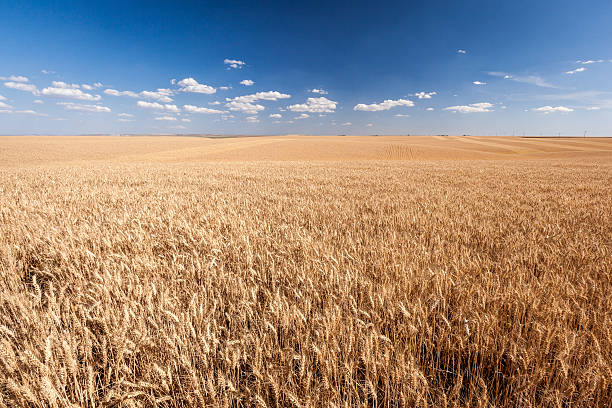 istock Yellow wheat field in blue sky 465933893
