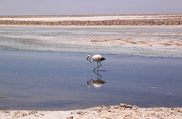 istock Flamingo in Salar de Atacama, Chile 465934031