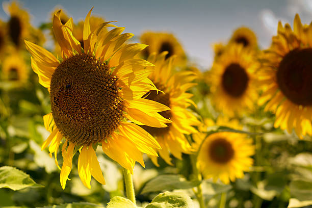 istock sunflowers at the field in summer 465934343