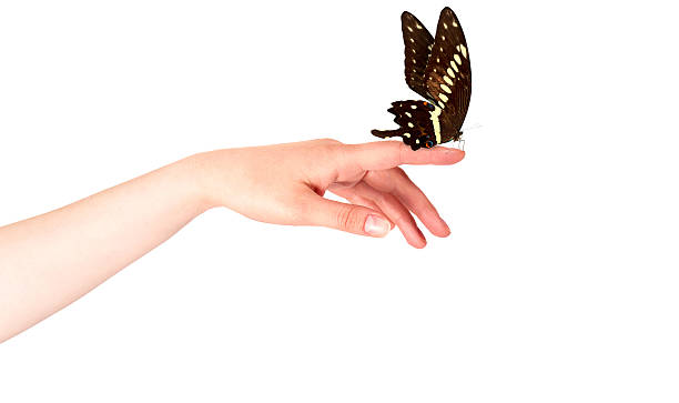 istock butterfly on woman's hand. In motion 465934387