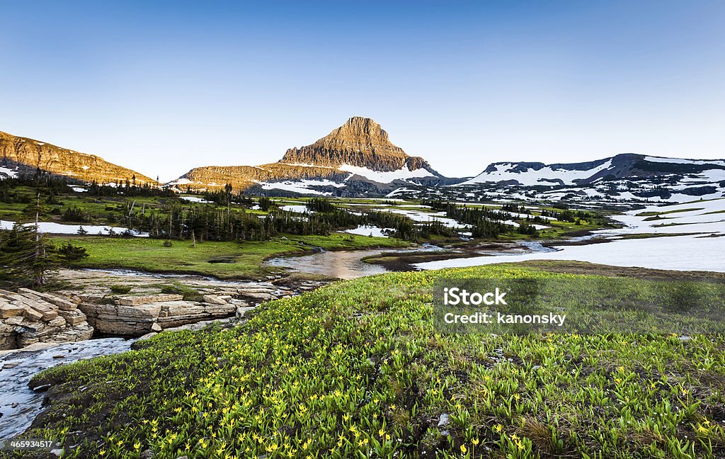 Wildflower field at Logan Pass, Glacier National Park, MT - Lizenzfrei Berg Stock-Foto