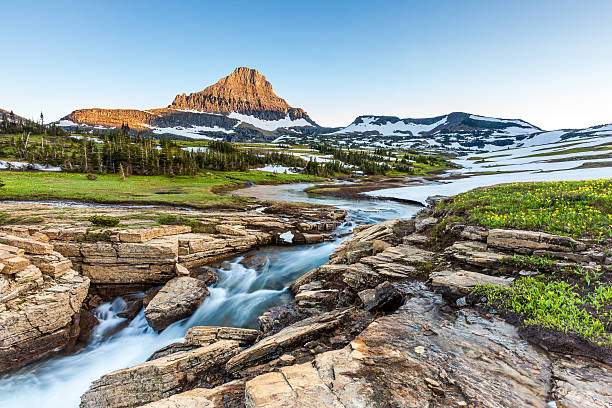 belle nature au col de logan, le parc national de glacier, montana - landscape montana wildflower flower photos et images de collection