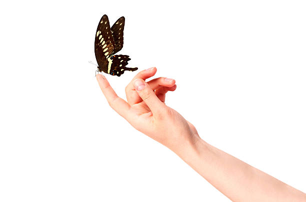 istock butterfly on woman's hand. In motion 465934673
