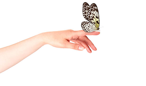 farfalla su donna di mano.  in movimento - still shot foto e immagini stock