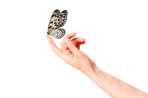 istock butterfly on woman's hand. In motion 465935281